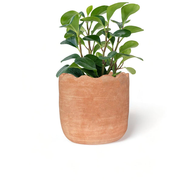 Wavy Large Floor Terracotta Planter