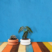 Stacking Planter  - Short - Son of Rand