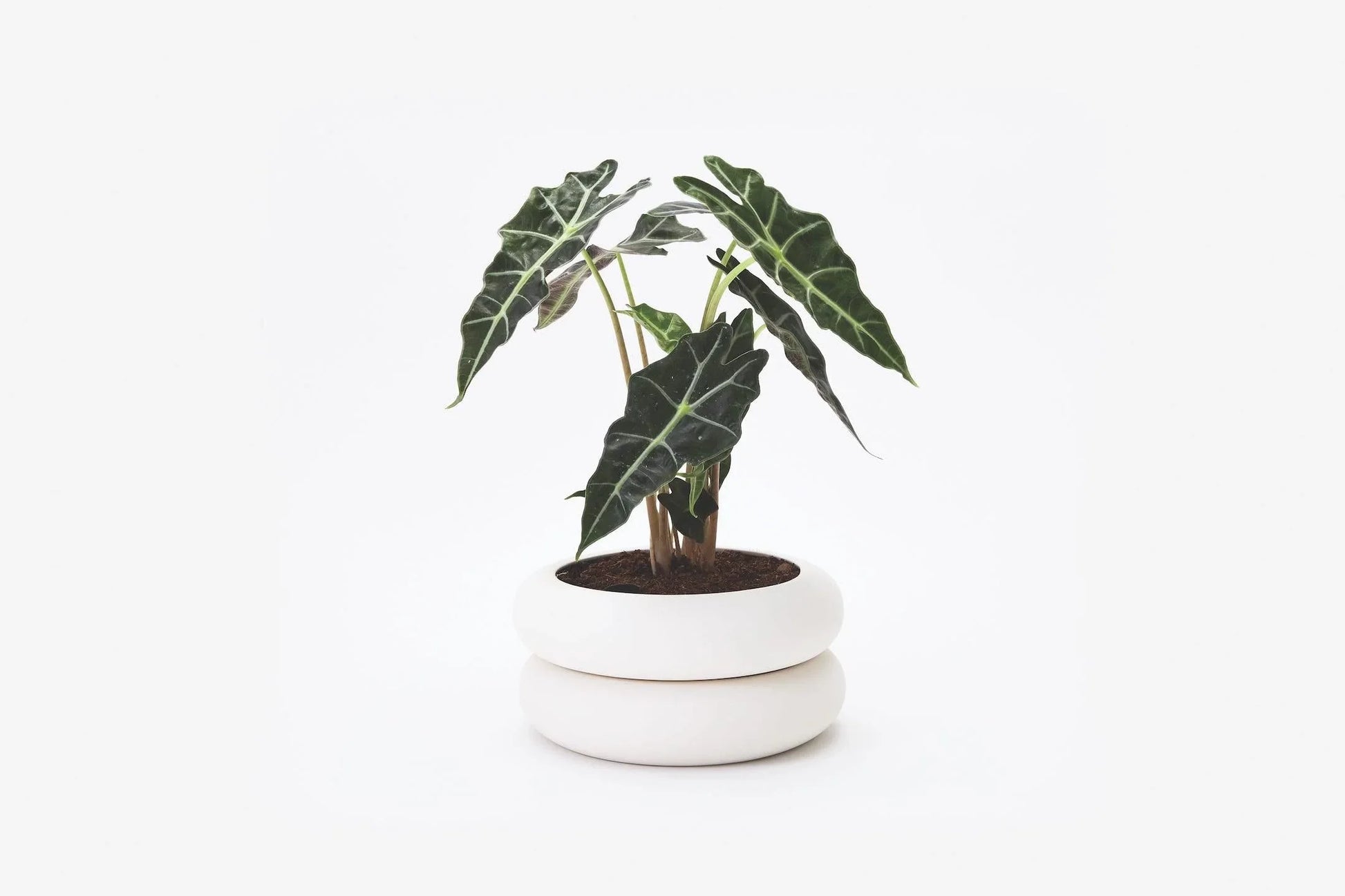 Stacking Planter  - Short - Son of Rand