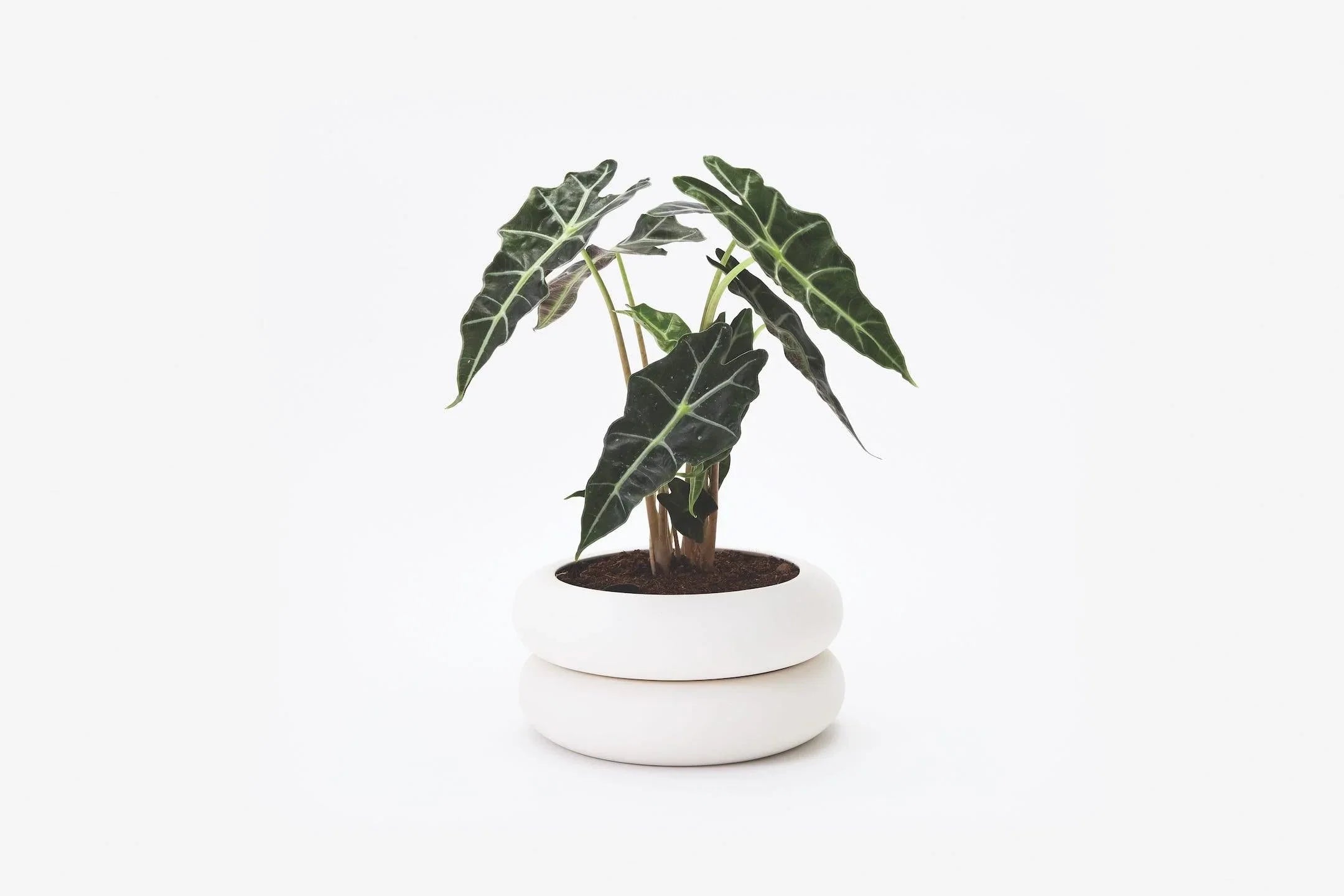 Stacking Planter  - Short - Son of Rand