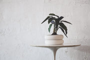 Stacking Planter  - Short - Son of Rand